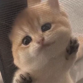 Коты — стикер для MAX