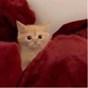 Коты — стикер для MAX