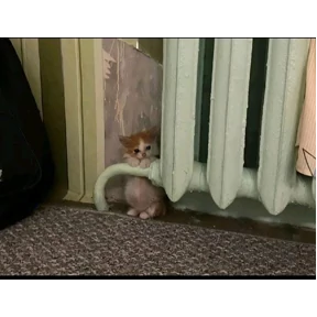 Коты — стикер для MAX