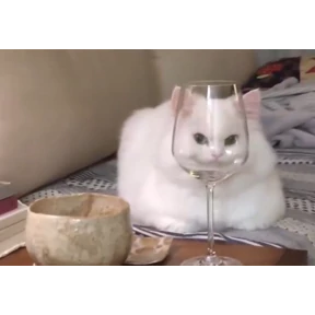 Коты — стикер для MAX