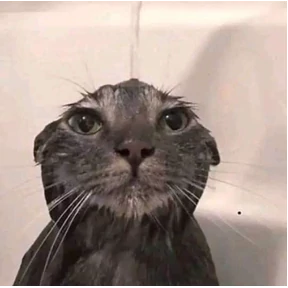 Коты — стикер для MAX