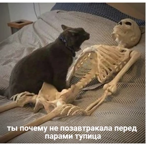 Кис кис — стикер для MAX