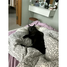 Кабан — стикер для MAX
