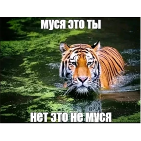 Мах — стикер для MAX