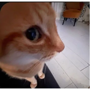 Мах — стикер для MAX
