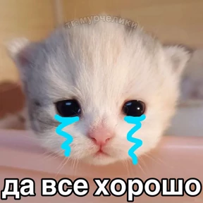 Кошаки — стикер для MAX