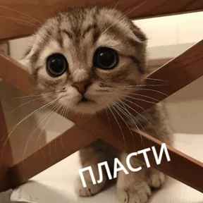 Кошаки — стикер для MAX