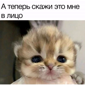 Кошаки — стикер для MAX