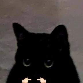 Кошаки — стикер для MAX