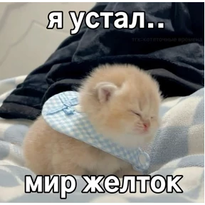 Кошаки — стикер для MAX
