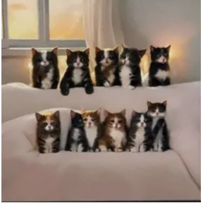 Кошаки — стикер для MAX