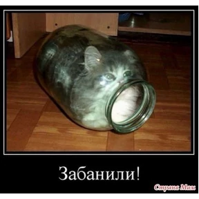 Кошаки — стикер для MAX