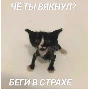 Кошаки — стикер для MAX