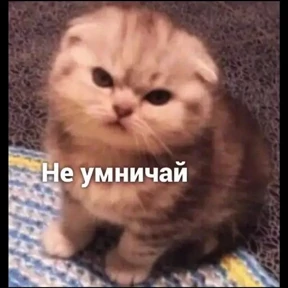 Кошаки — стикер для MAX