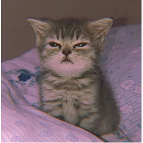 Кошаки — стикер для MAX