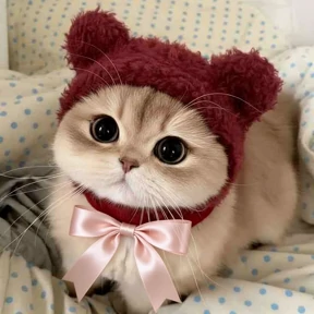 Кошаки — стикер для MAX