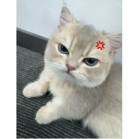Кошаки — стикер для MAX