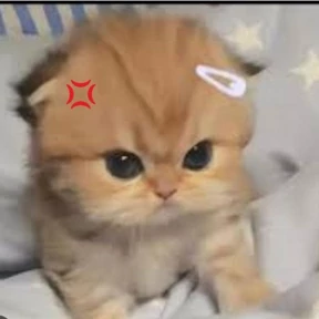 Кошаки — стикер для MAX