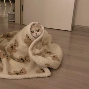 Кошаки — стикер для MAX