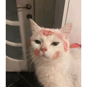 Кошаки — стикер для MAX