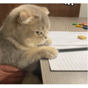 Кошаки — стикер для MAX