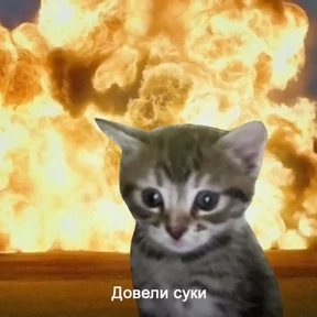 Кошаки — стикер для MAX