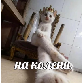 Кошаки — стикер для MAX