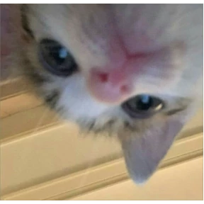 Кошаки — стикер для MAX
