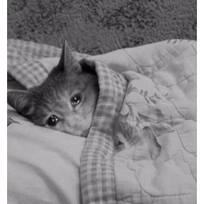 Кошаки — стикер для MAX