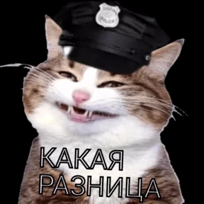 Кошаки — стикер для MAX