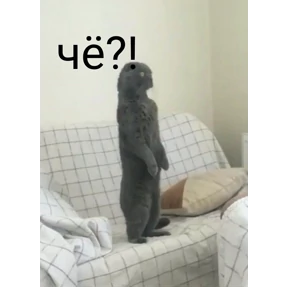 Кошаки — стикер для MAX