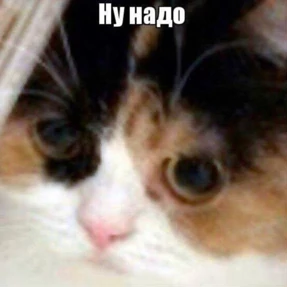 Кошаки — стикер для MAX