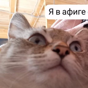 Кошаки — стикер для MAX