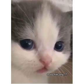 Кошаки — стикер для MAX