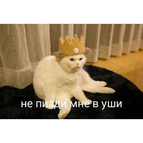 Кошаки — стикер для MAX