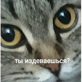 Кошаки — стикер для MAX
