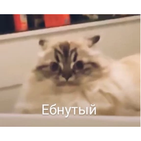 Кошаки — стикер для MAX