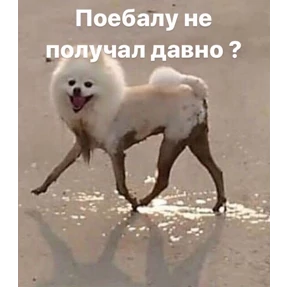 Кошаки — стикер для MAX