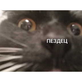 Кошаки — стикер для MAX