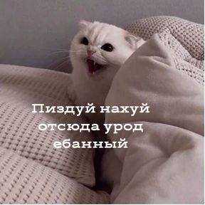 Кошаки — стикер для MAX