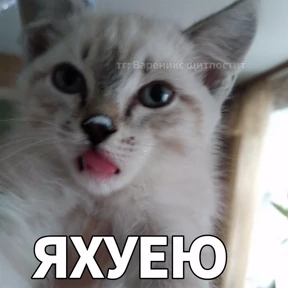 Кошаки — стикер для MAX