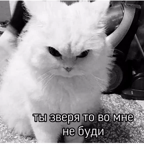 Кошаки — стикер для MAX
