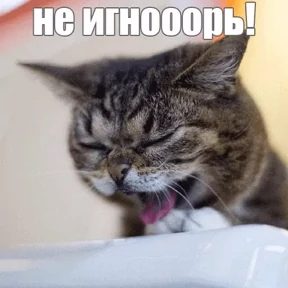 Кошаки — стикер для MAX