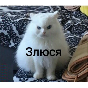Кошаки — стикер для MAX