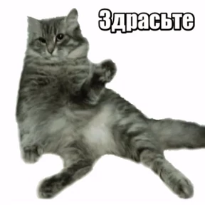 Кошаки — стикер для MAX