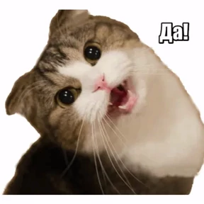Кошаки — стикер для MAX