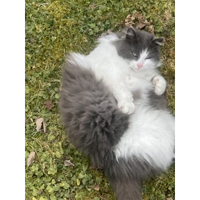 лалала — стикер для MAX