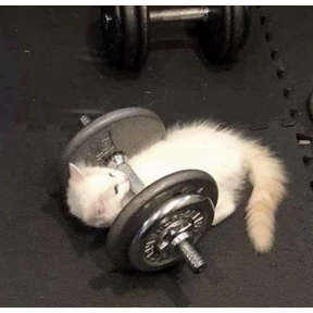 Коты — стикер для MAX