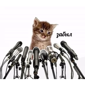 Коты — стикер для MAX