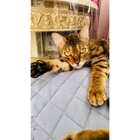 Семья — стикер для MAX
